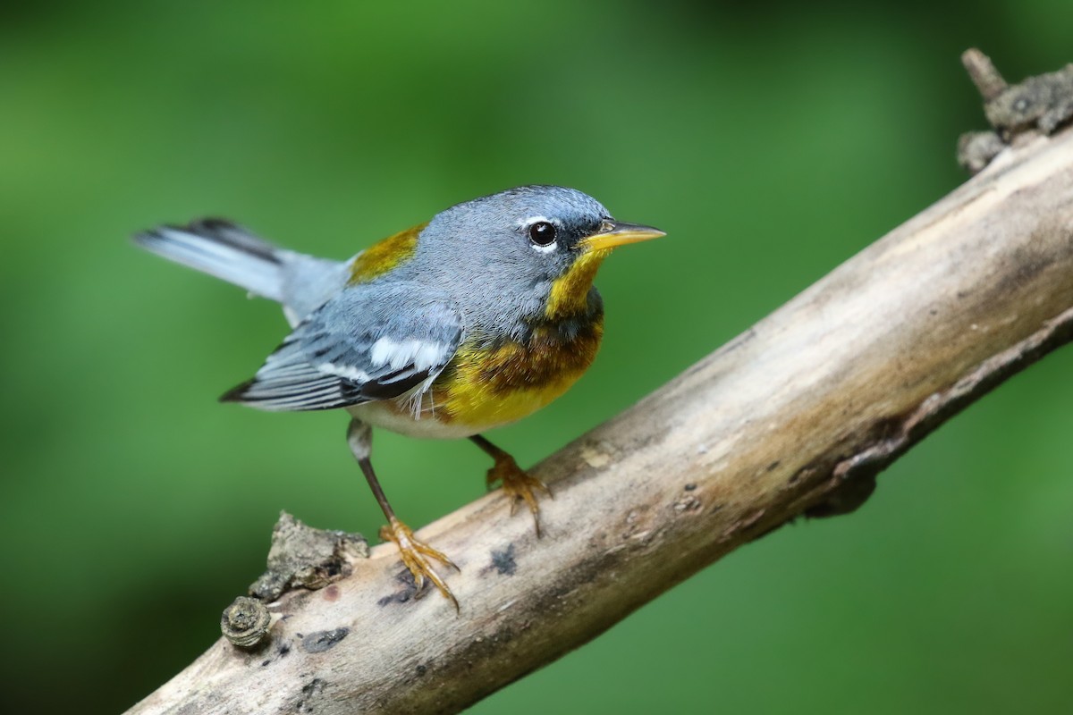 Northern Parula - ML246306061