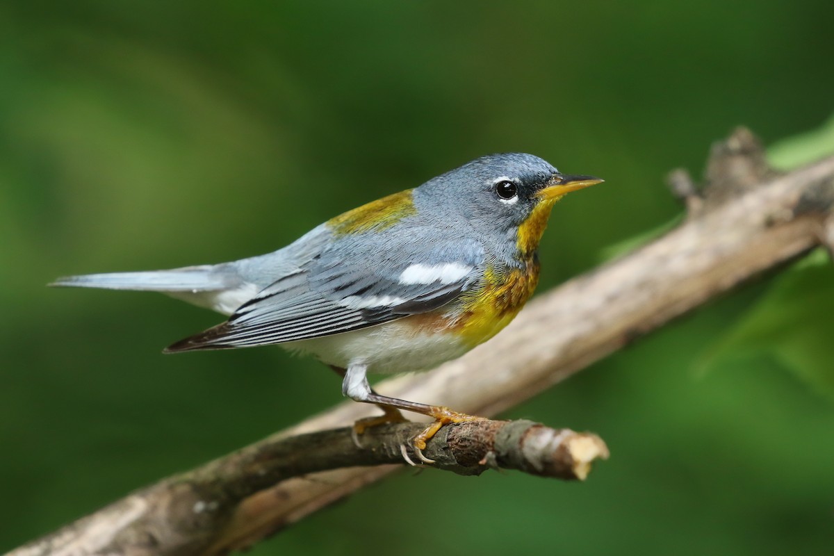 Northern Parula - Kojo Baidoo