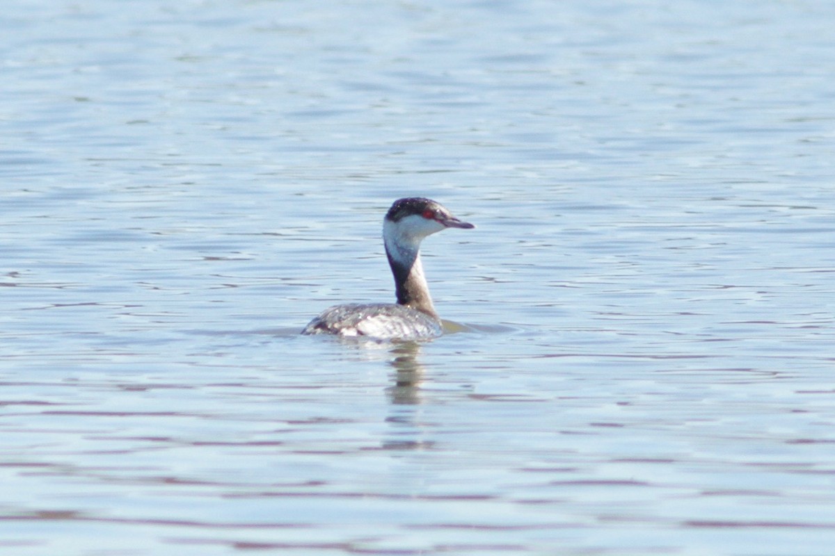 Horned Grebe - Oscar Johnson