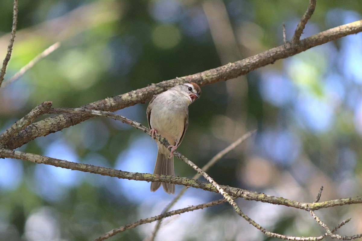 Chipping Sparrow - ML246308361