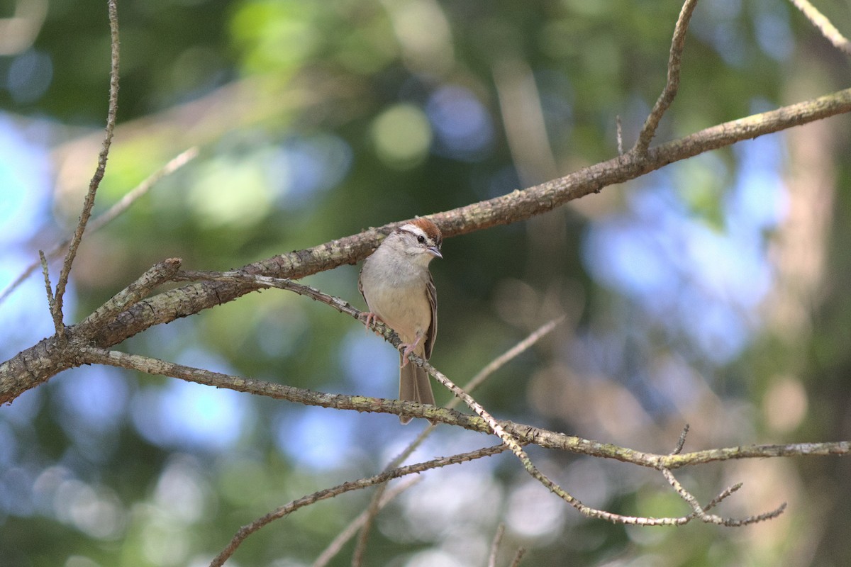 Chipping Sparrow - ML246308731