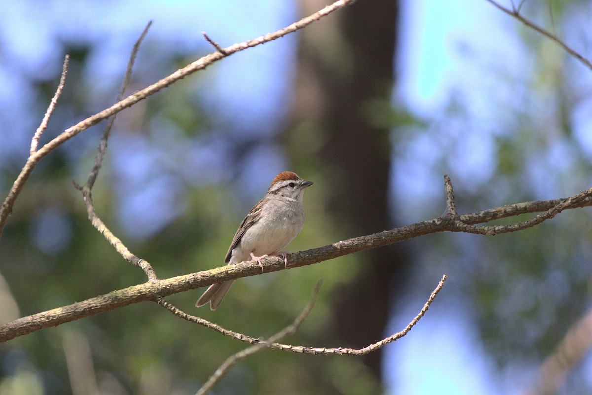 Chipping Sparrow - ML246308811