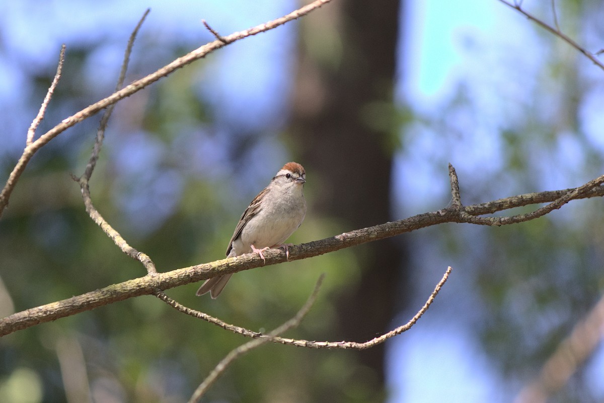 Chipping Sparrow - ML246308901
