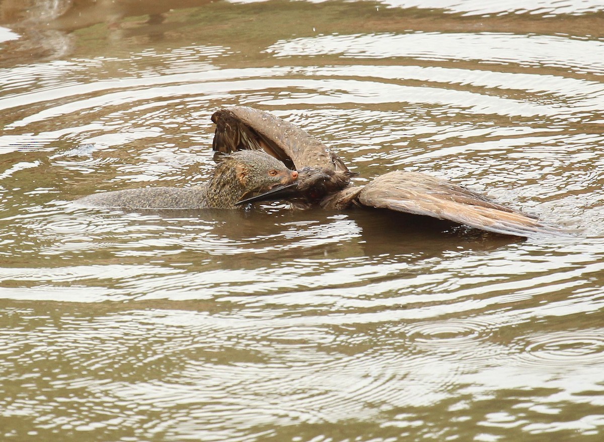 Hamerkop - Cathy Sheeter