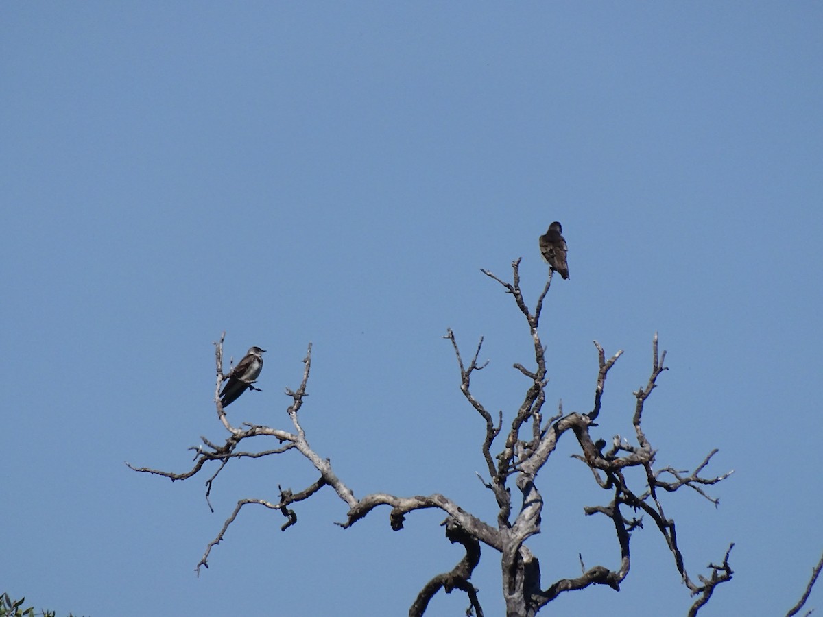 Brown-chested Martin - Andrés de Miguel