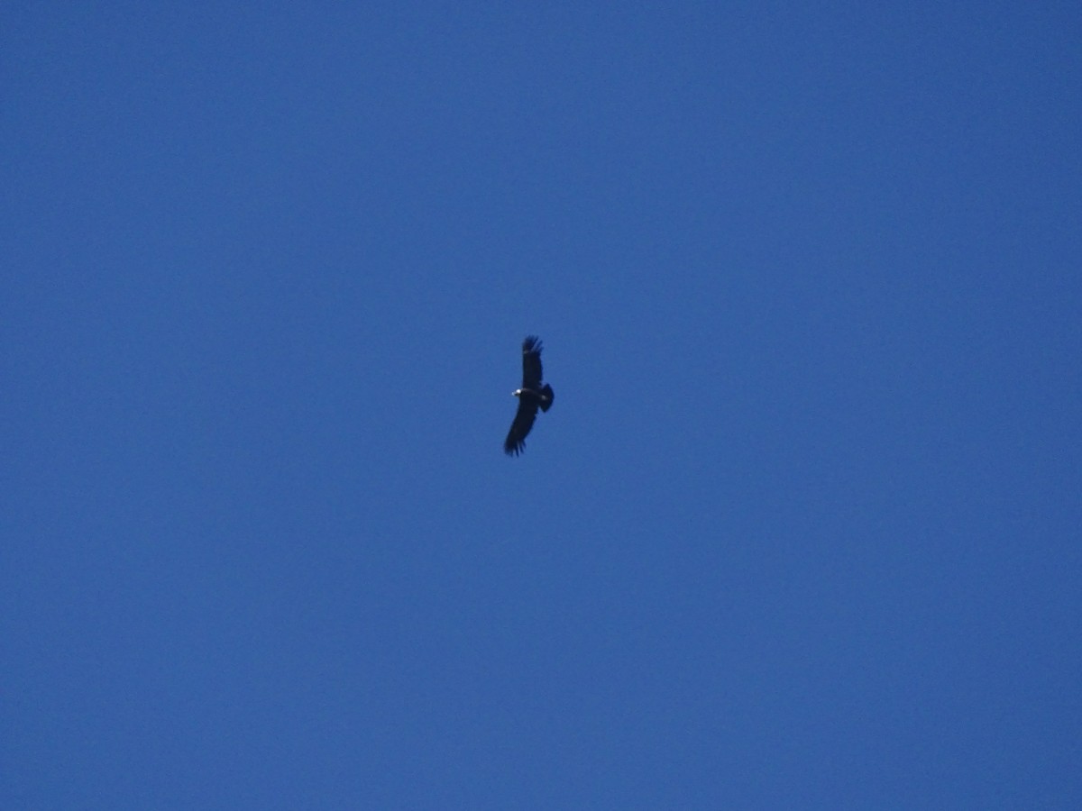Condor des Andes - ML246312701