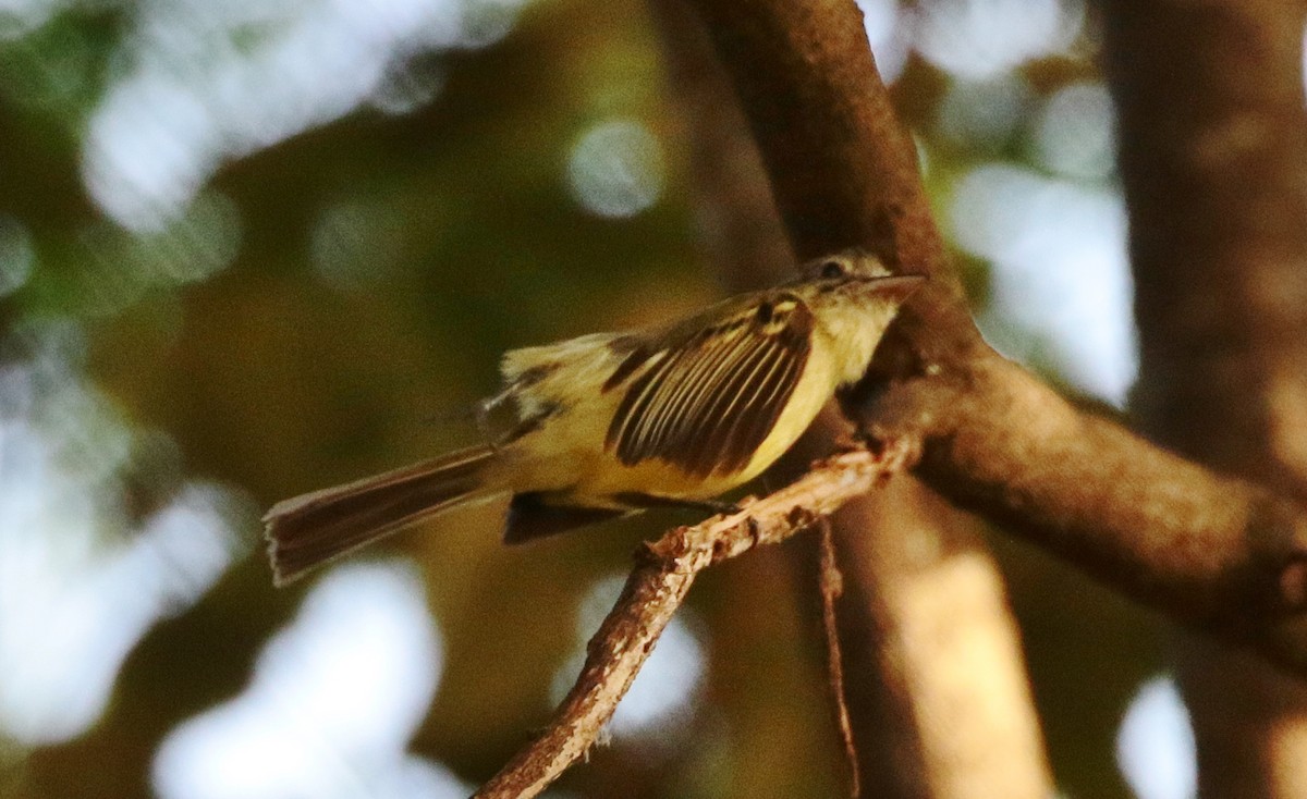 Yellow-olive Flatbill - ML246312801