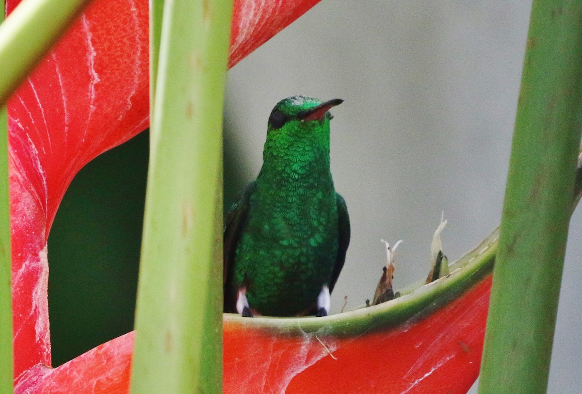 Copper-rumped Hummingbird - ML246312961