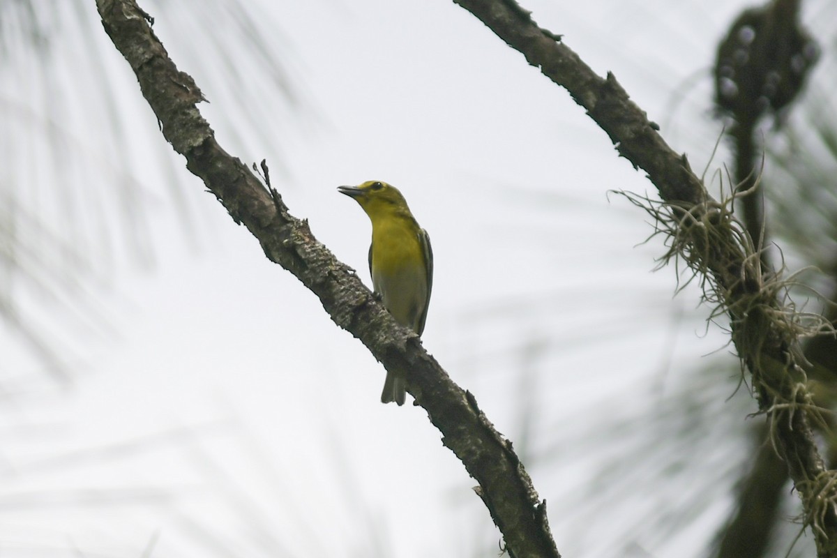 Yellow-throated Vireo - Mike Charest