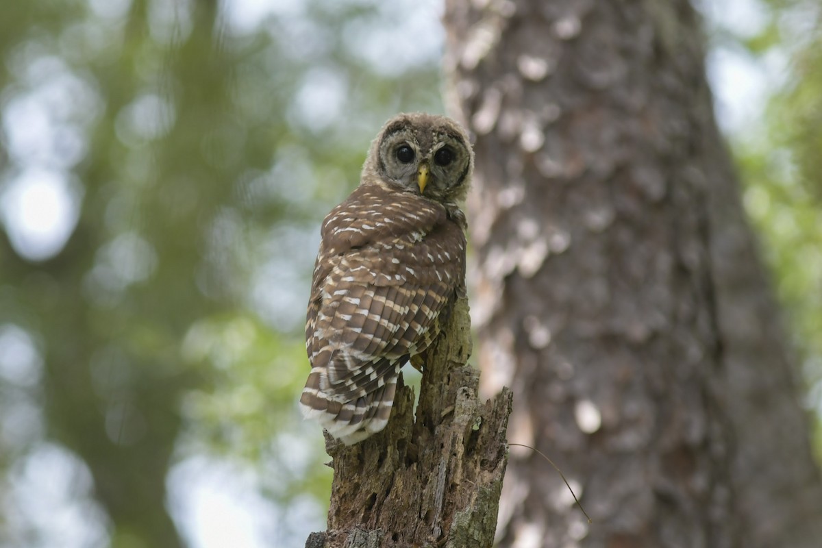 Barred Owl - Mike Charest