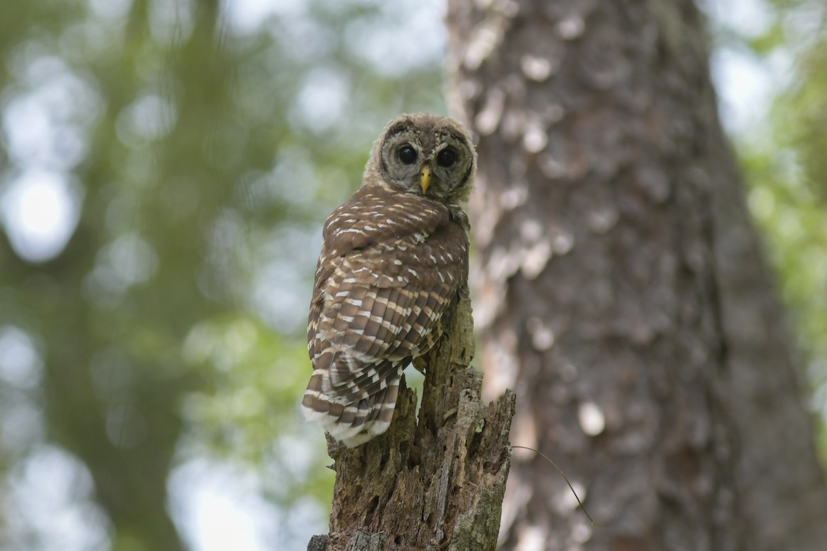 Barred Owl - ML246314361