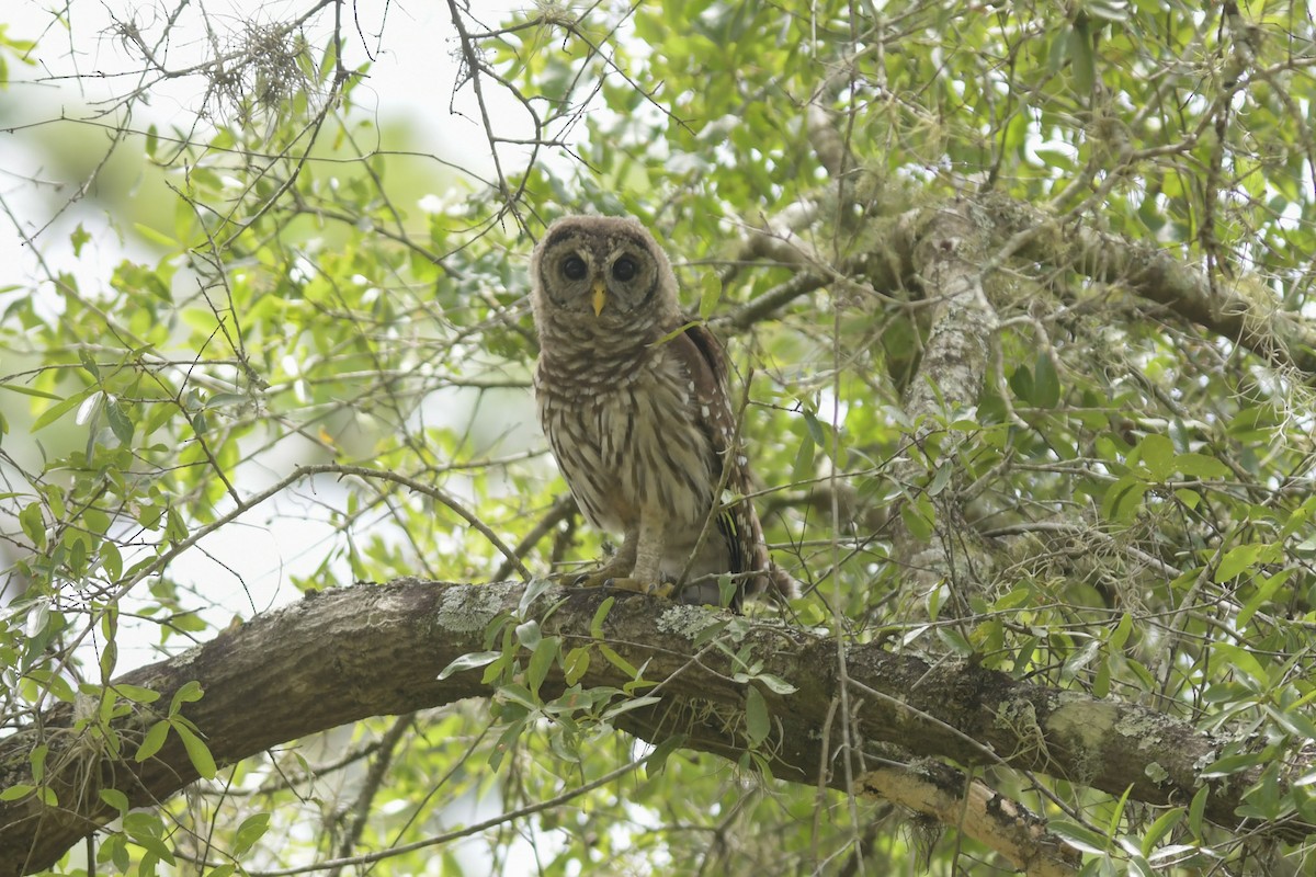 Barred Owl - Mike Charest