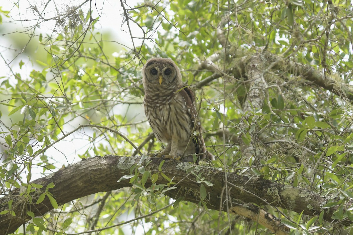 Barred Owl - ML246314371