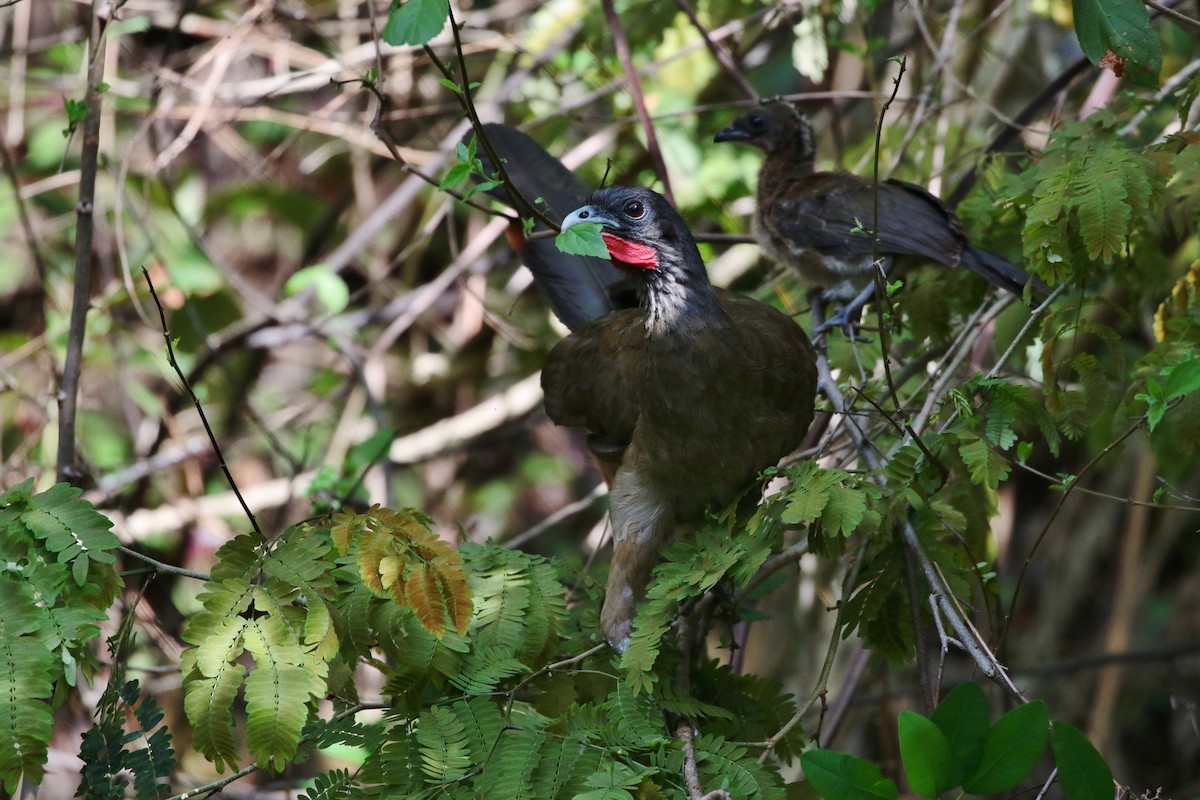 Rufous-vented Chachalaca - Margareta Wieser