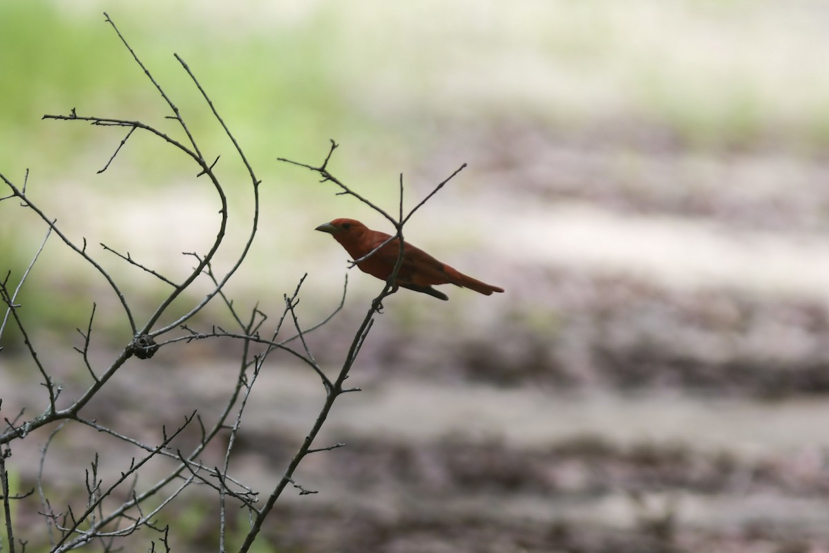 Summer Tanager - Mike Charest