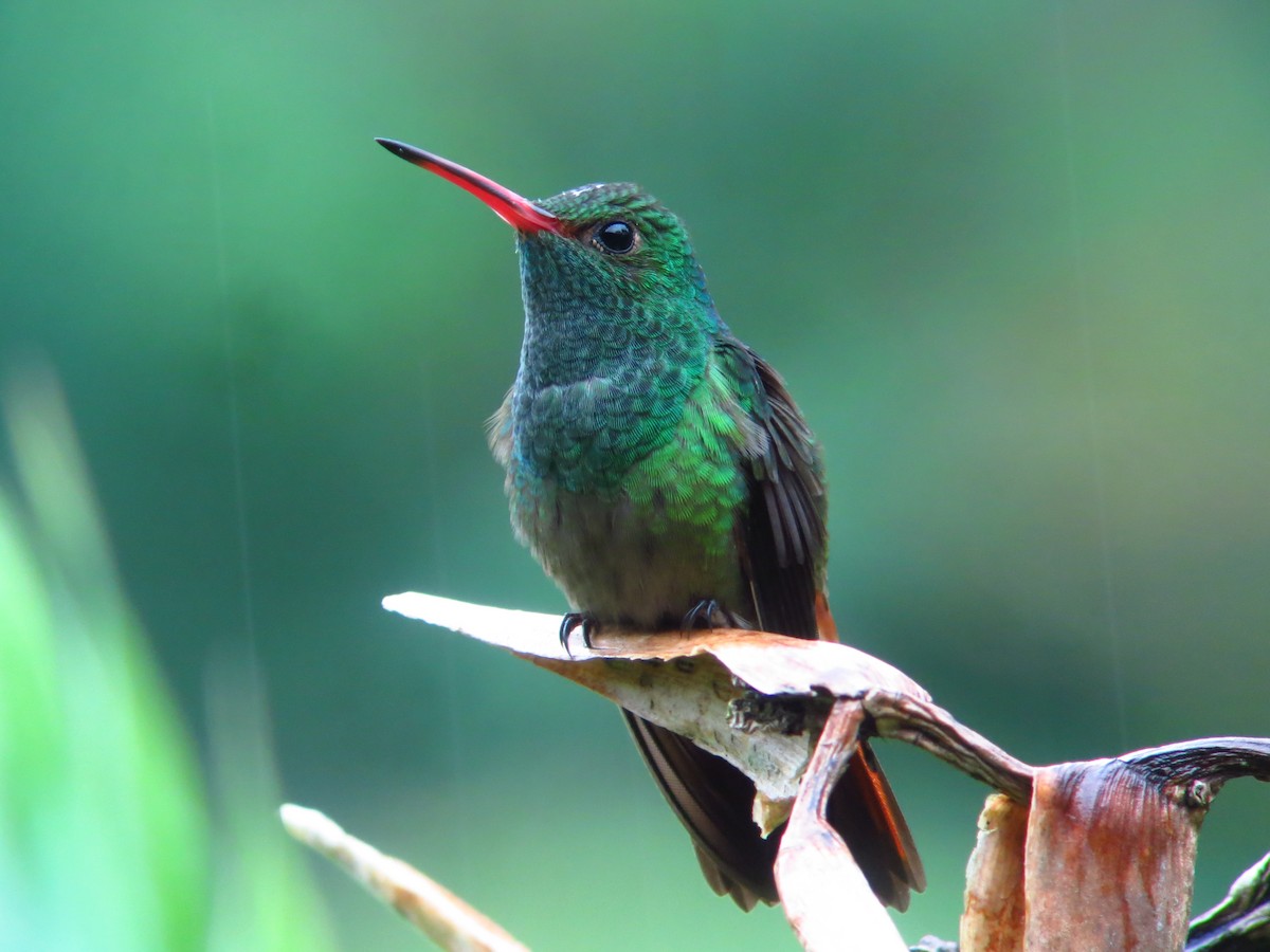 Rufous-tailed Hummingbird - ML246315251