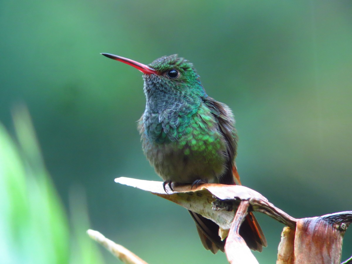 Rufous-tailed Hummingbird - ML246315361