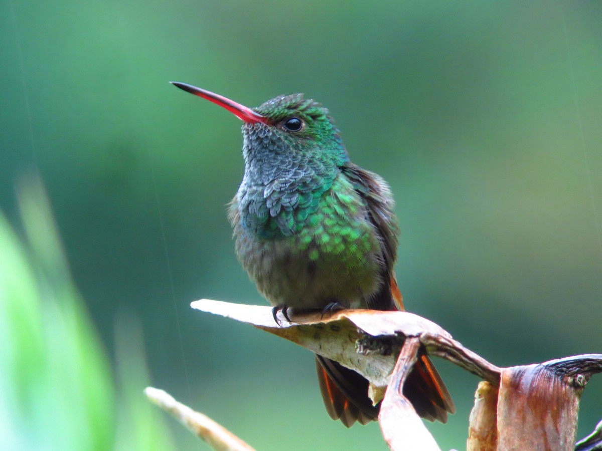 Rufous-tailed Hummingbird - ML246315381