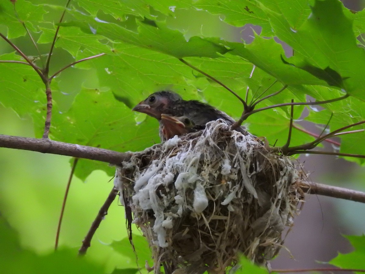 Brown-headed Cowbird - Cory Elowe