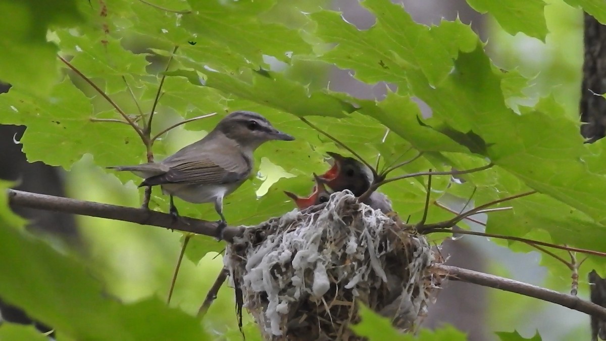 Red-eyed Vireo - Cory Elowe