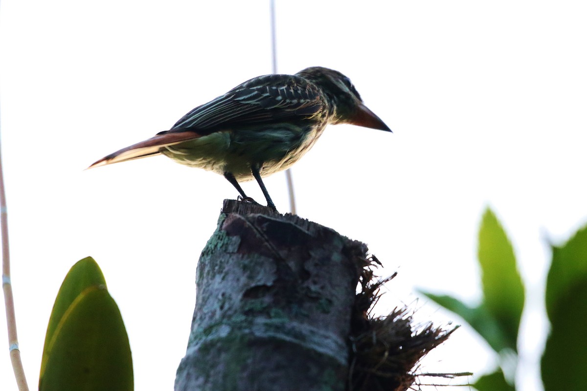 Streaked Flycatcher - ML246316361