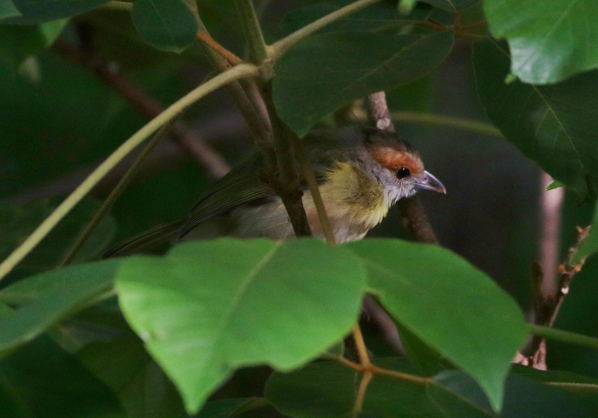 Rufous-browed Peppershrike - ML246316761