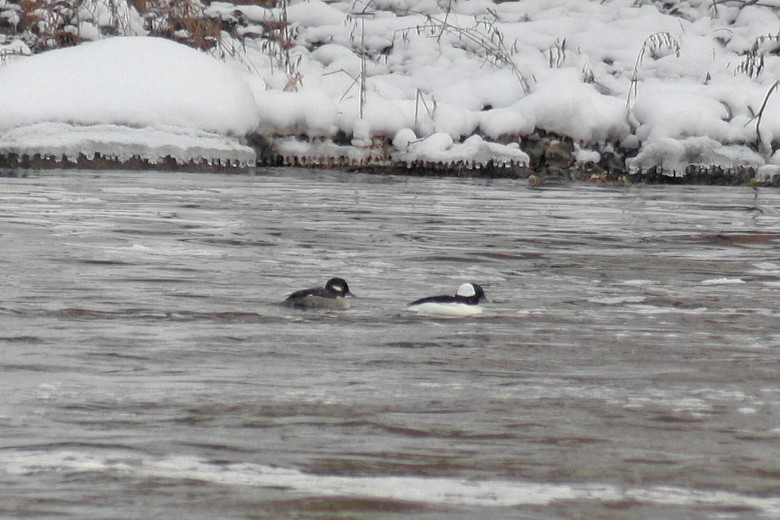 Bufflehead - Julie Katt