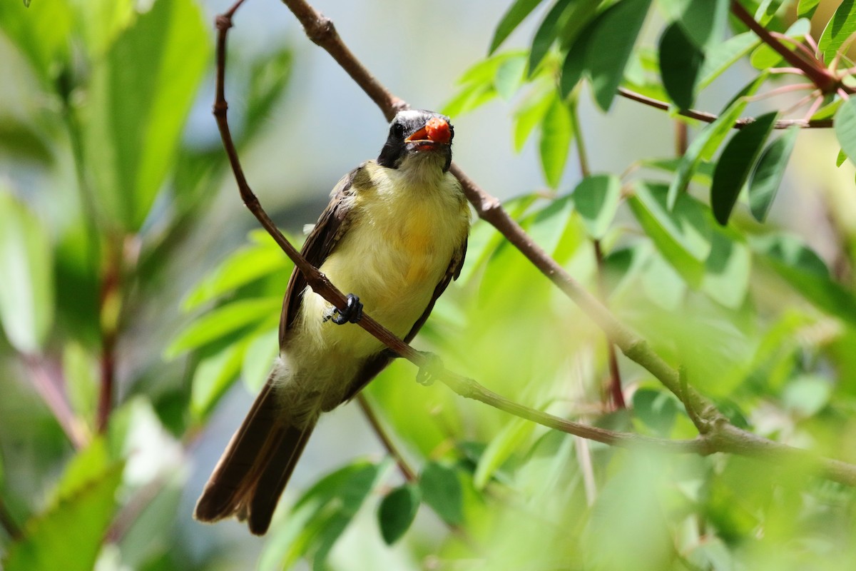 Social Flycatcher - ML246317071