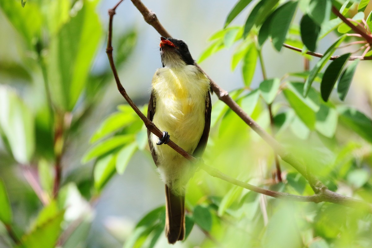 アカボウシヒタキモドキ - ML246317091