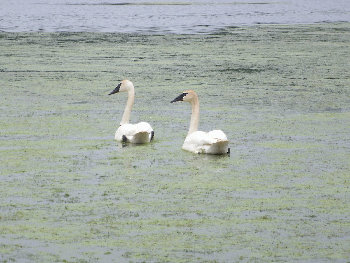 Trumpeter Swan - ML24631871
