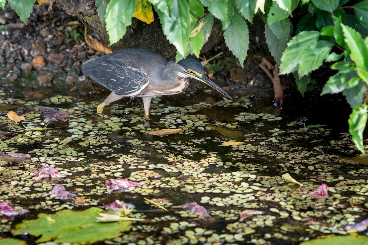 Tropikal Yeşil Balıkçıl - ML24631921