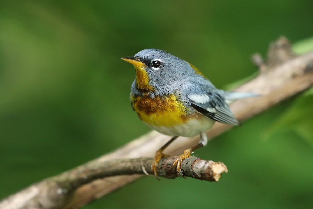 Northern Parula - ML246319711