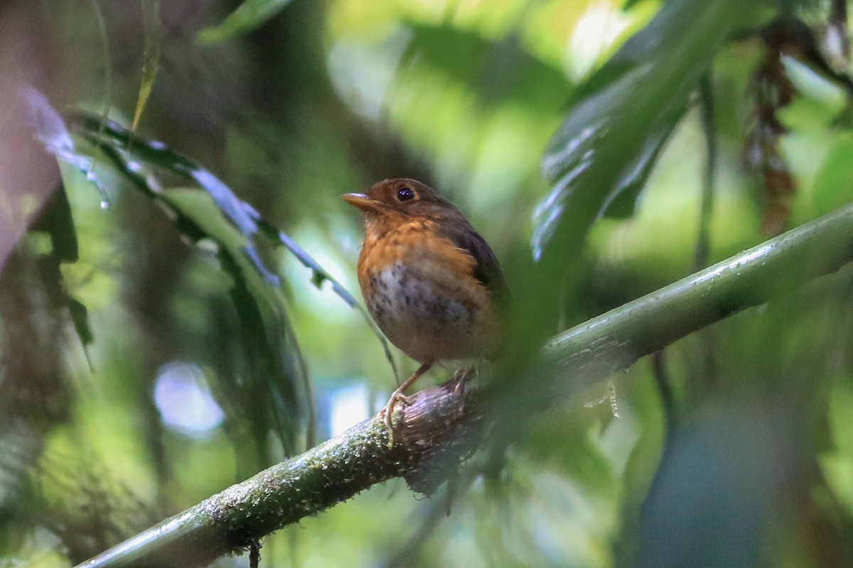 Ochre-breasted Antpitta - ML246320531