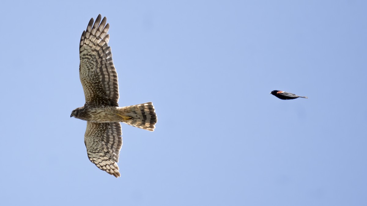 Northern Harrier - ML246320771