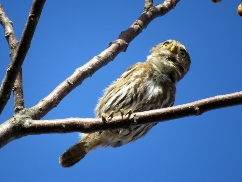 Ferruginous Pygmy-Owl - Juan Muñoz de Toro
