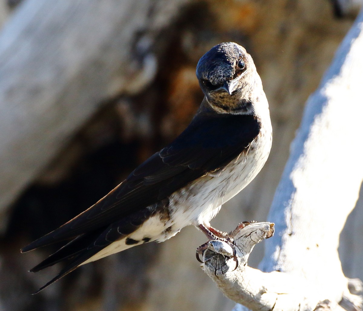 Purple Martin - Kent Leland