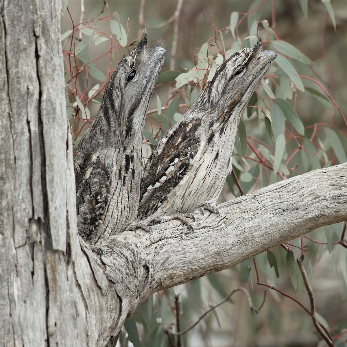 Tawny Frogmouth - ML246324231