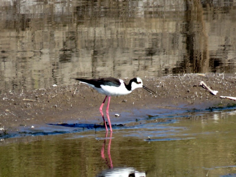 Black-necked Stilt - ML246324801