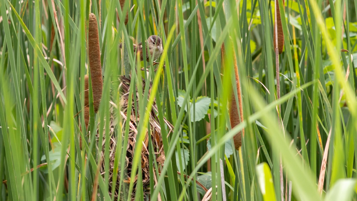 Marsh Wren - Todd Kiraly