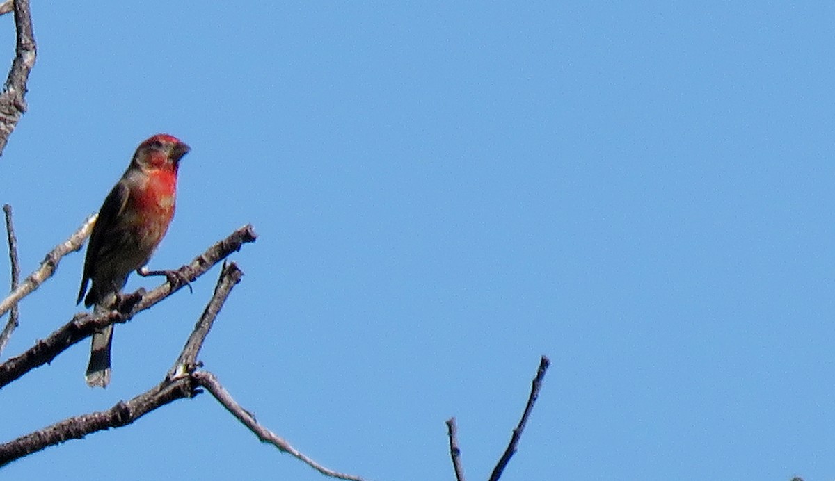 House Finch - ML246330131