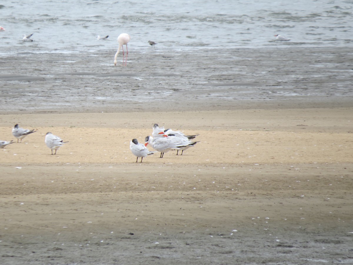 Caspian Tern - ML246332231