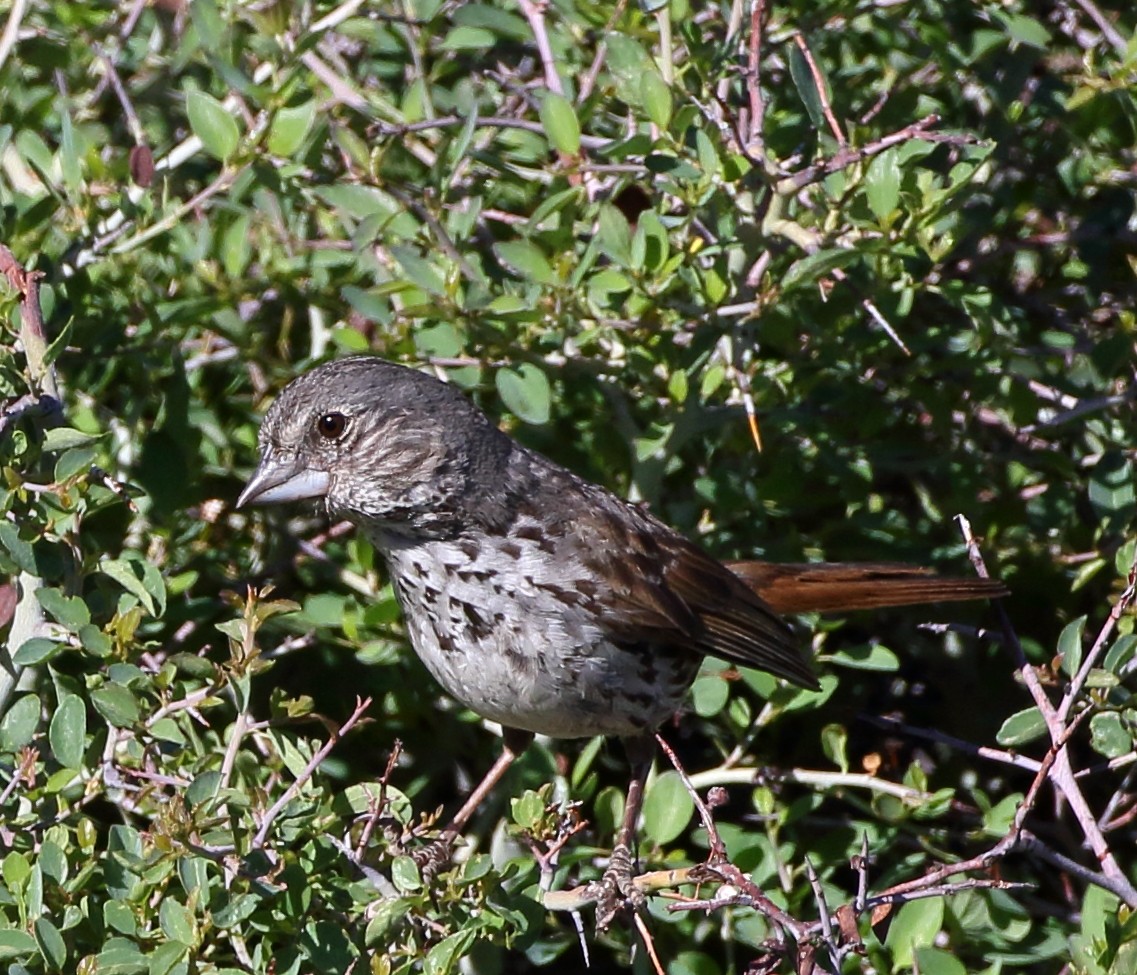Fox Sparrow (Thick-billed) - ML246332721