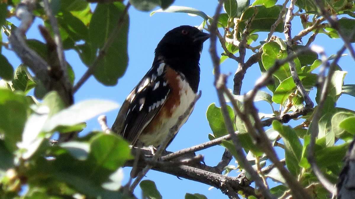Spotted Towhee - ML246333791