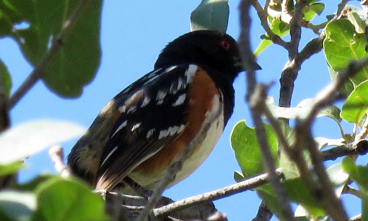 Spotted Towhee - ML246334101