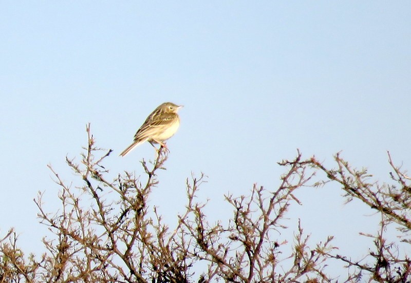 Correndera Pipit - Juan Muñoz de Toro