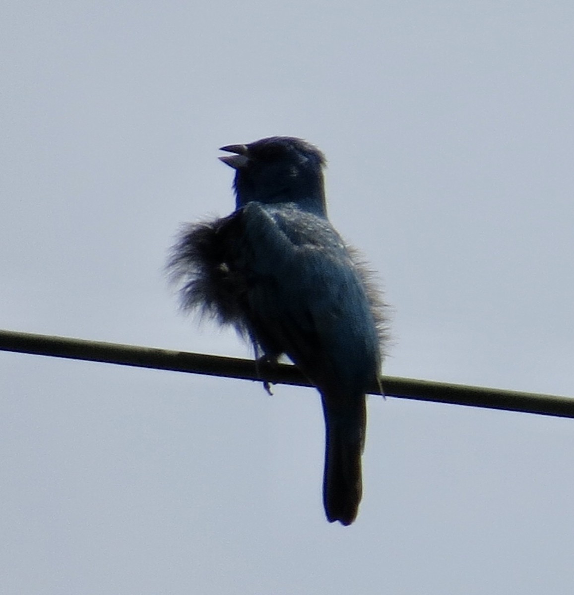 Indigo Bunting - ML246334641