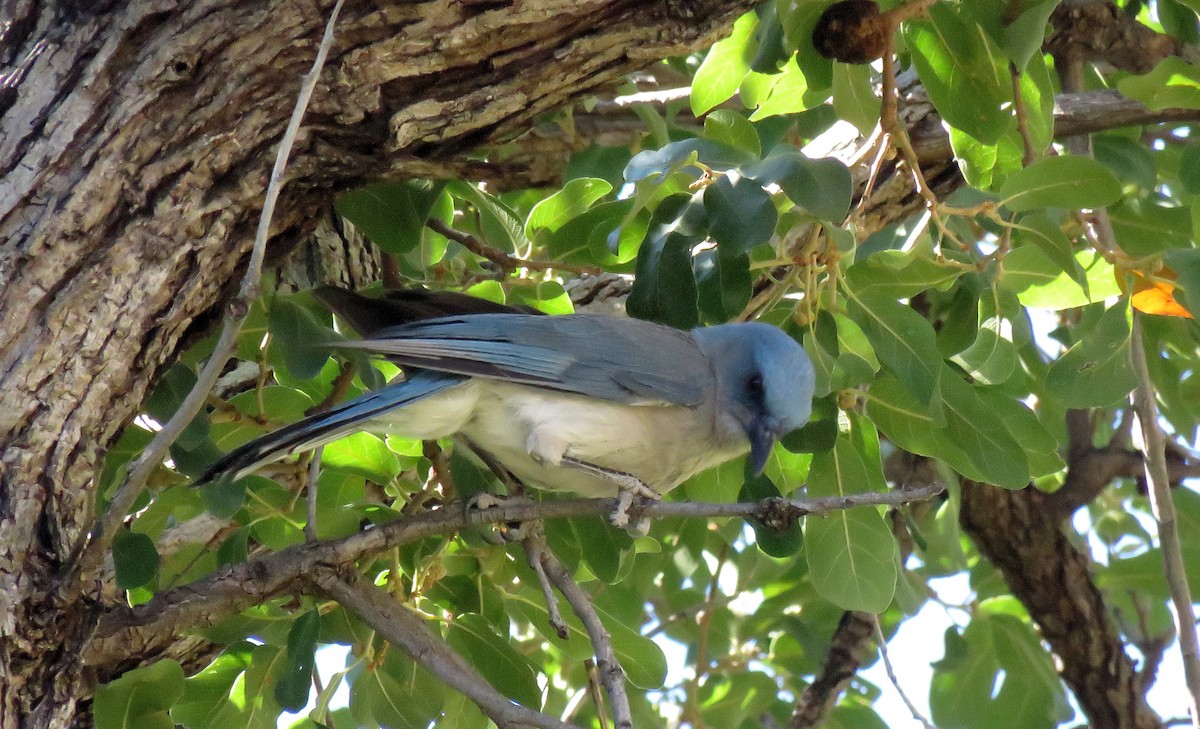 Mexican Jay - ML246334981