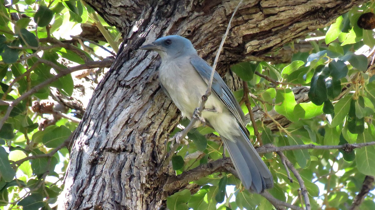 Mexican Jay - ML246335091