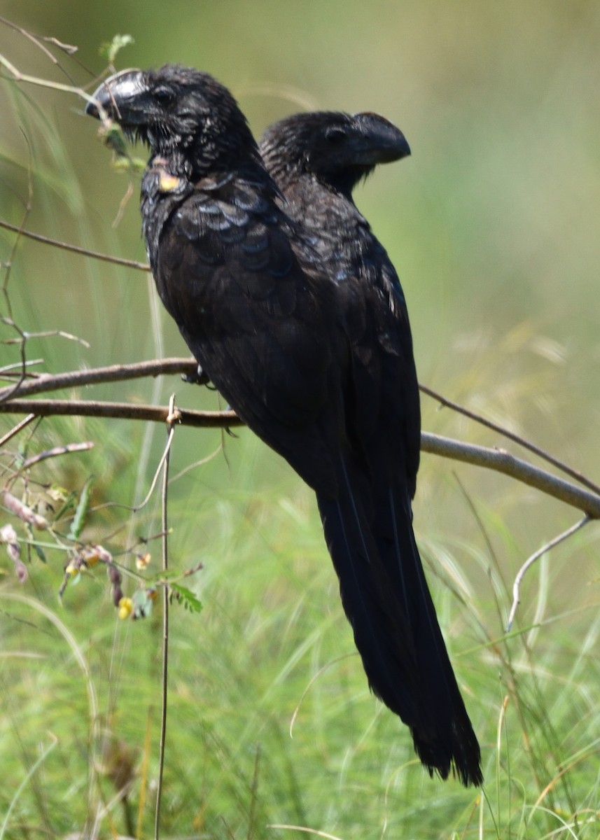 Smooth-billed Ani - Colin Fisher