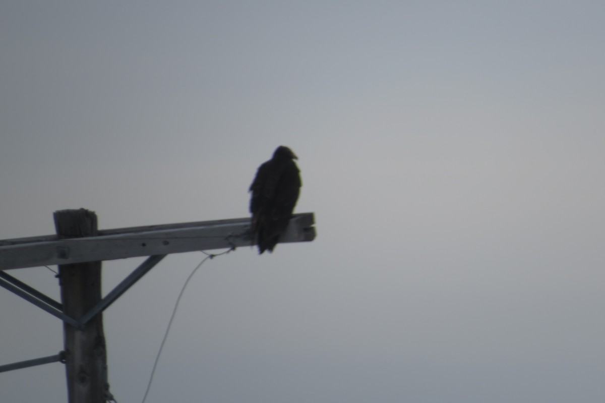 Turkey Vulture - Bryant Olsen